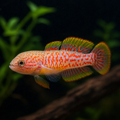 Tateurndina ocellicauda
