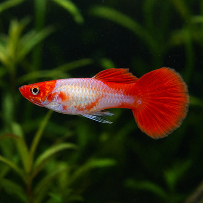 Guppy Koi