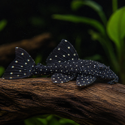 L029 Galaxy Pleco