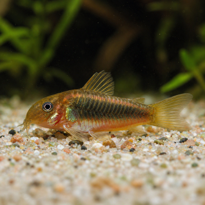 Corydoras spec. CW010