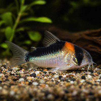 Corydoras adolfoi