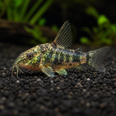 Corydoras palaetus