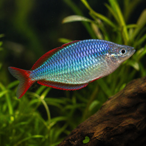 Melanotaenia praecox