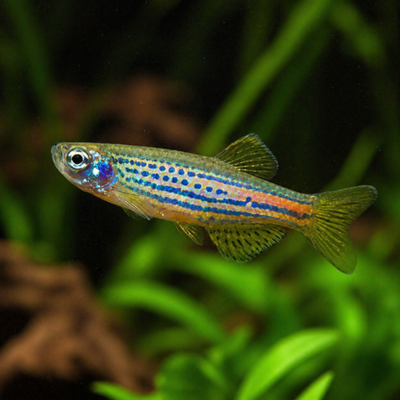 Brachydanio frankei