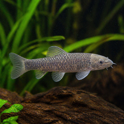Garra rufa