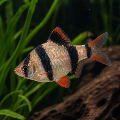 Barbus tetrazona