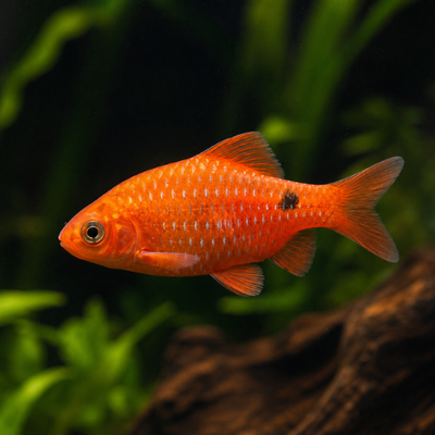 Barbus conchonius