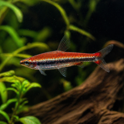 Nannostomus beckfordi
