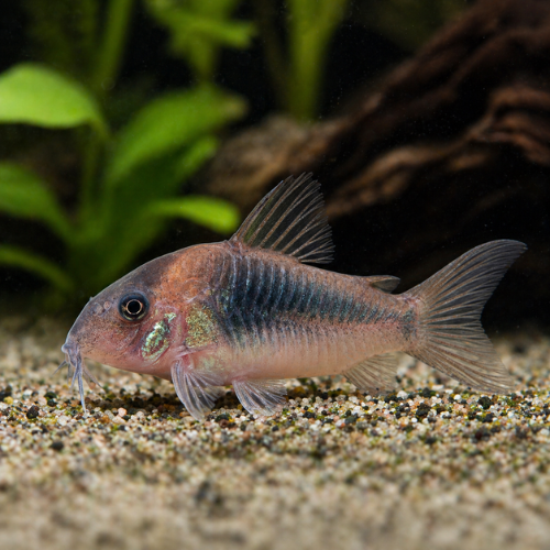 Corydoras aeneus