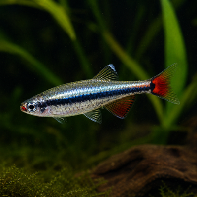Tanichthys albonubes