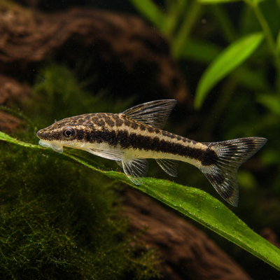 Otocinclus affinis