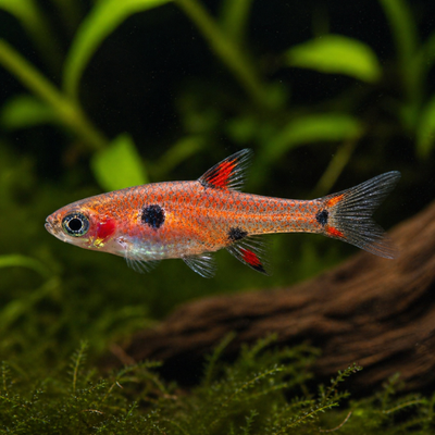Boraras maculata