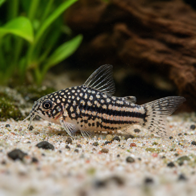 Corydoras nanus