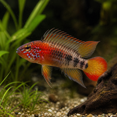 Apistogramma macmasteri