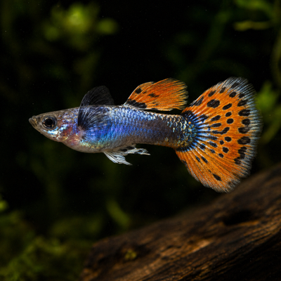 Poecilia ret. (pora) platininės raudonos spalvos mozaik didelė ausis