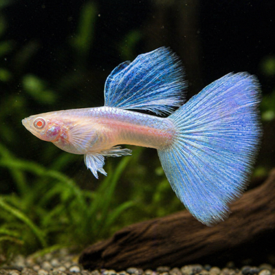 Poecilia ret. (poroje) albinosinė dangaus mėlynumo