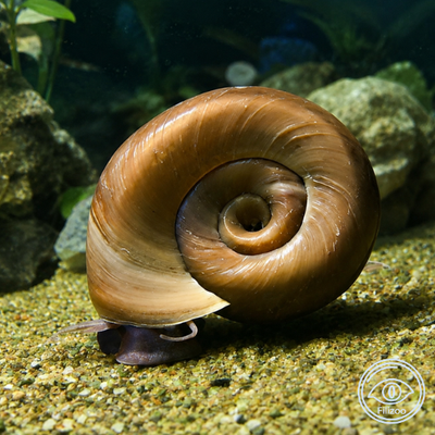 Planorbella duryi