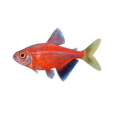 Hemigrammus coerulus