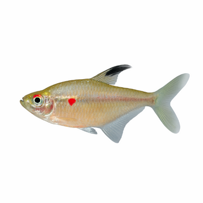 Hyphessobrycon socolofi