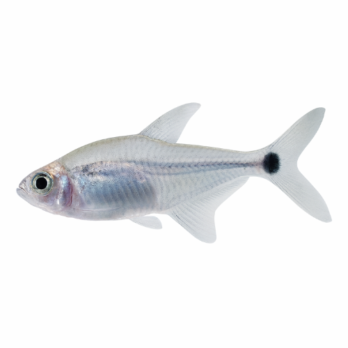 Hyphessobrycon procyon