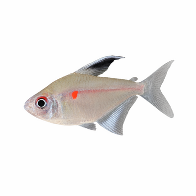 Hyphessobrycon eritrostigma