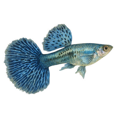 Poecilia ret. (poroje) platininis mėlynasis drakonas