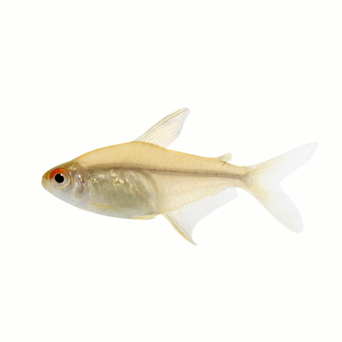 Hyphessobrycon bentosi