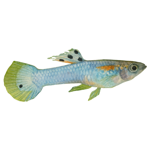 Poecilia endler japoninė mėlyna