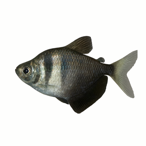 Gymnocorymbus ternetzi