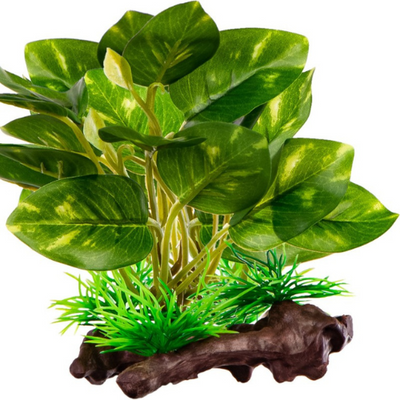 Kruger Meier dirbtinis fikuso šaknis