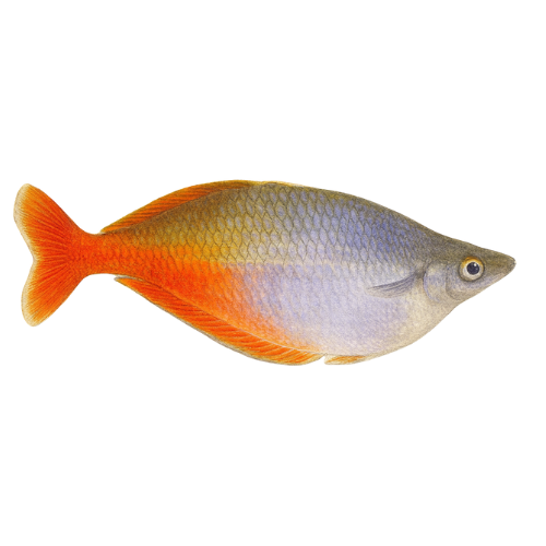 Chilatherina bleheri