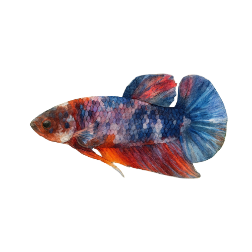 Betta sp. patinų plakatas koi