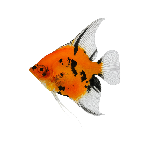 Pterophyllum scalare Raudonasis velnias