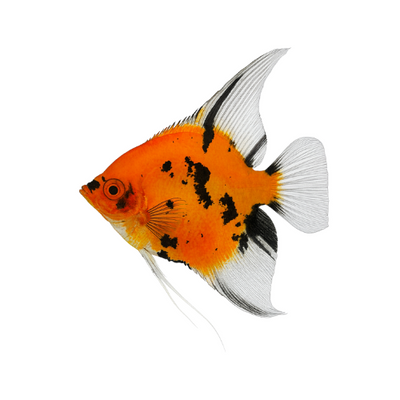 Pterophyllum scalare Raudonasis velnias