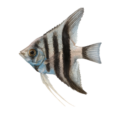 Pterophyllum skaliarinis zebras