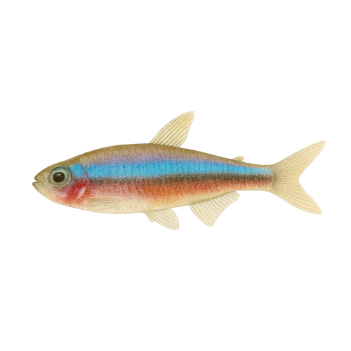 Paracheirodono simuliatoriai