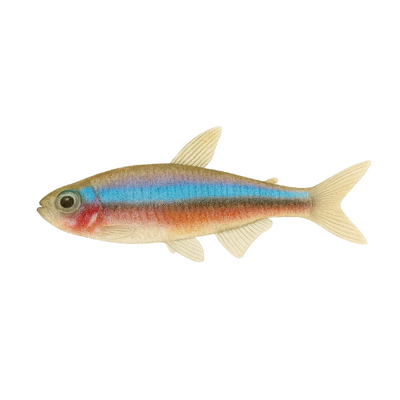 Paracheirodono simuliatoriai