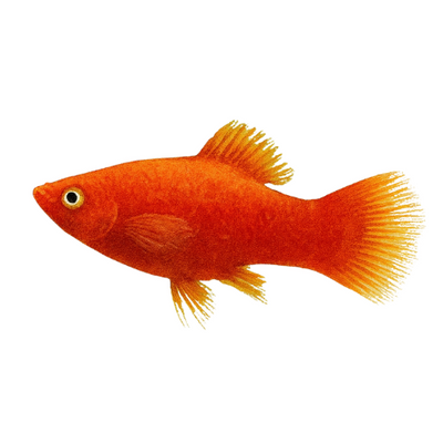 Platy Red