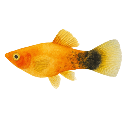 Platy Berlynas