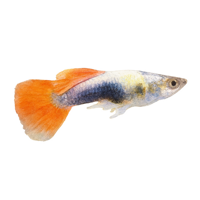 Guppy Kalėdų Senelis