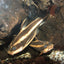 Platydoras costatus