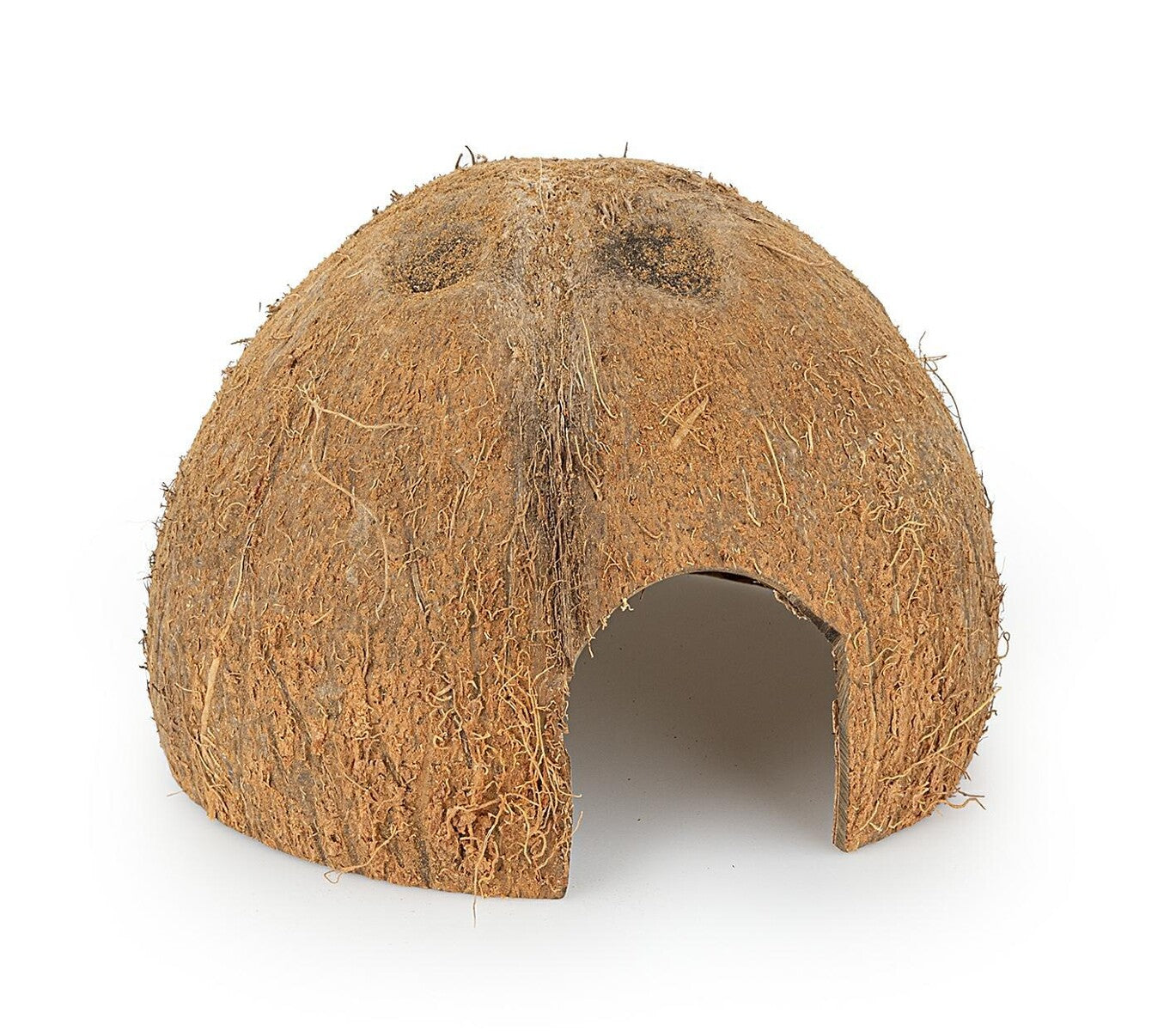 Kokoso kevalo puselė nešlifuota