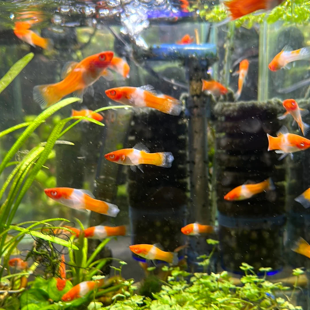 Karduogės koi albinosas